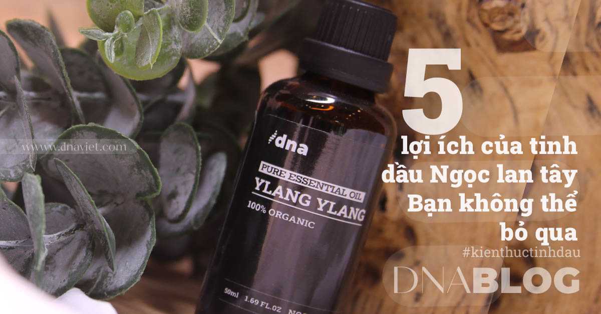 5 lợi ích của tinh dầu Ngọc lan tây không thể bỏ qua