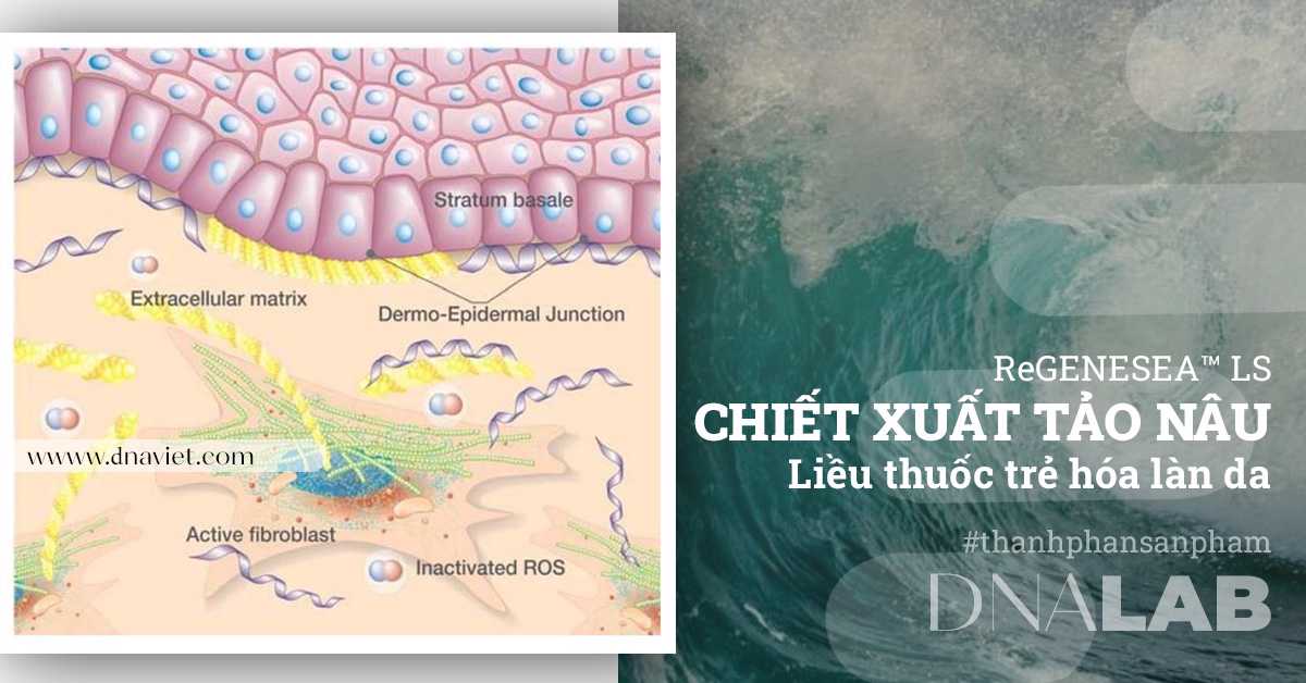ReGENESEA™ LS chiết xuất tảo nâu – liều thuốc trẻ hóa làn da