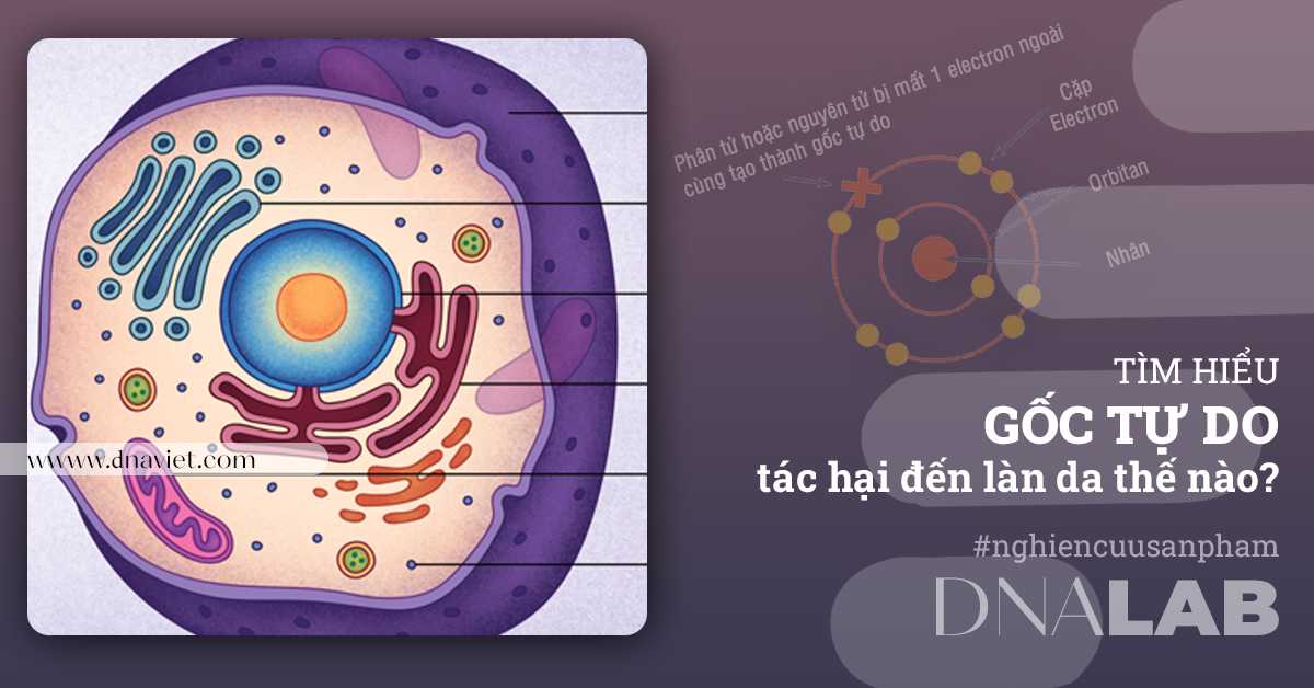 Gốc tự do là gì? Tác hại của Gốc tự do gây lão hóa da như thế nào?